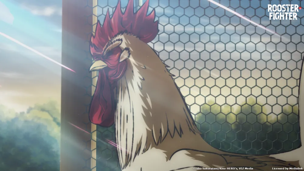 Rooster Fighter Ani One